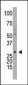 DCK Antibody (C-term)